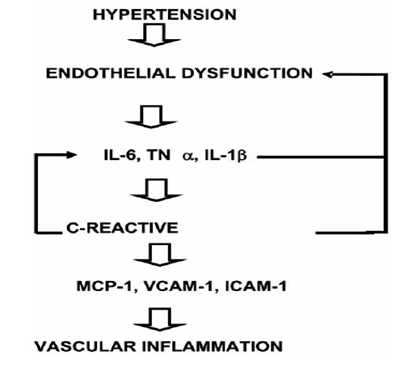 Interactions between inflammatory mediators and endothelial dysfunction associated with hypertensio