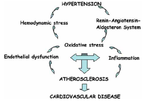 Mechanisms involved in the link between hypertension and atherosclerosis, which is the principal origin of cardiovascular disease