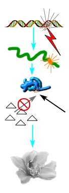 mutation definition and how it is happened