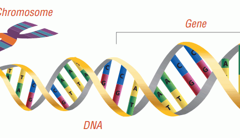 Biologic Medicine Production