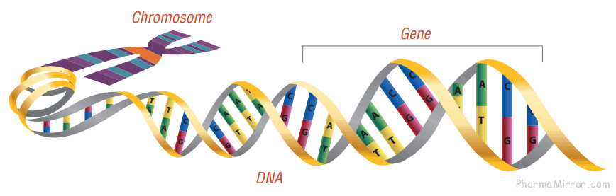 DNA used in biologic Medicine Production