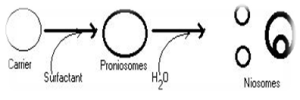 niosomes