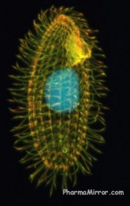 A Tetrahymena cell - treatment of pancreatic diseases