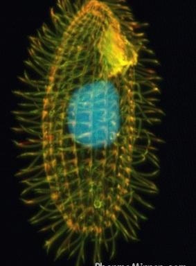 A Tetrahymena cell - treatment of pancreatic diseases