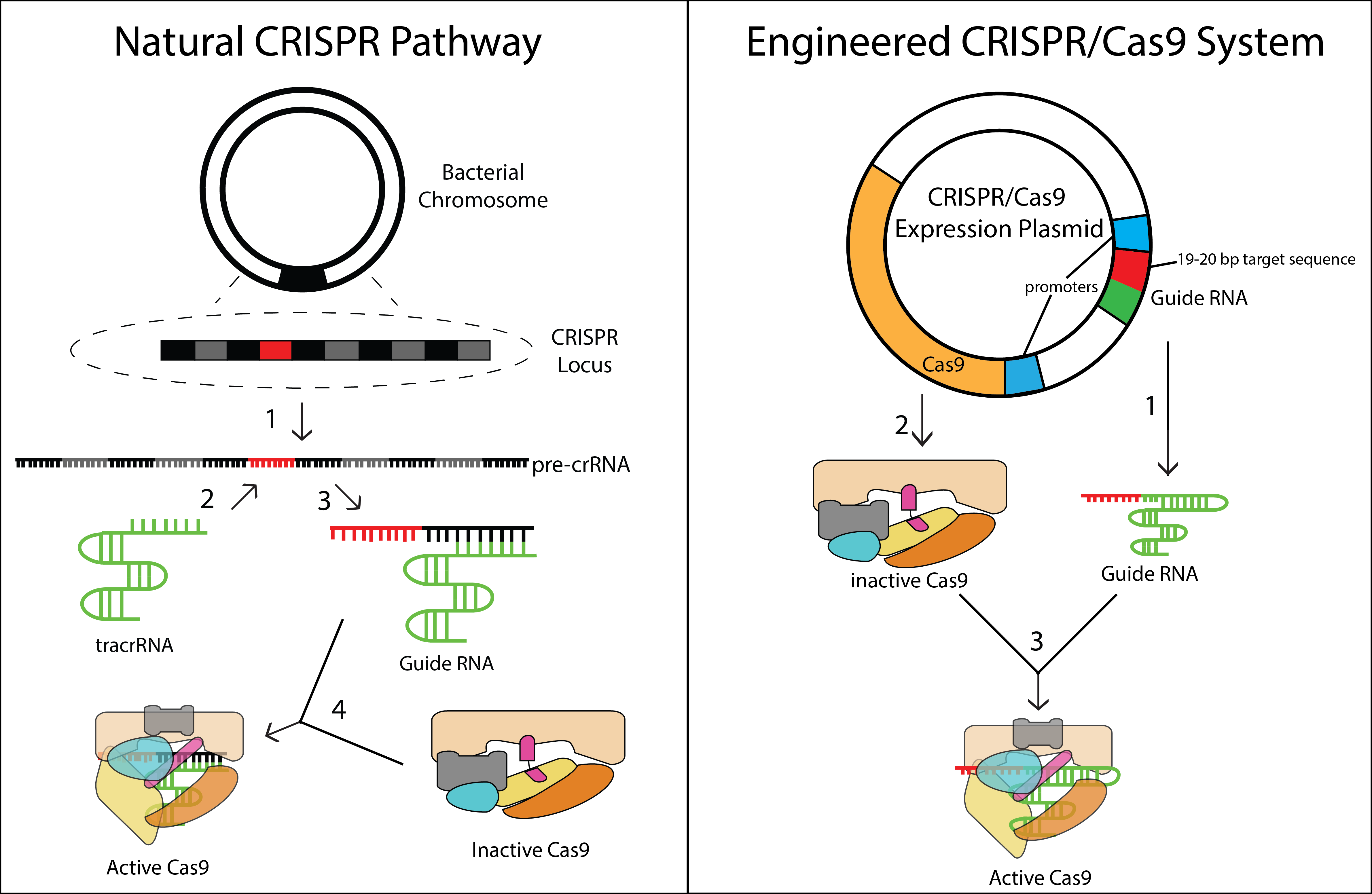 The potential of CRISPR technology in gene editing