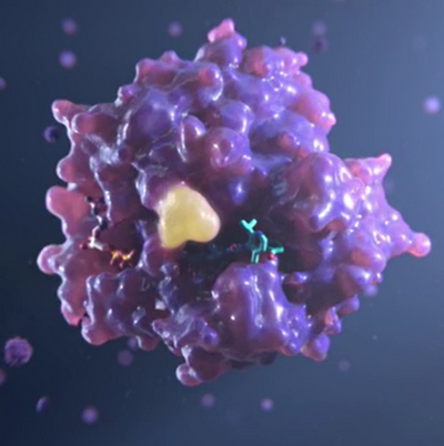 Fig. 5. The AMG 510 model binding the KRAS which is mutant. Binding is irreversible, hindrance constant is viable (nanomolar) in pharmacodynamics terms. Be that as it may, it's effectiveness should be demonstrated clinically. One day this synthetic compound may hit the market and become popular among cancer patients.