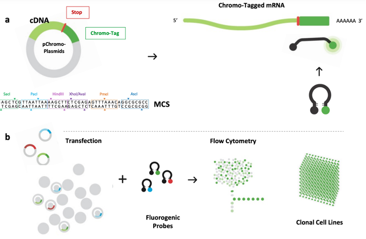 CHROMOVERT TEHCNOLOGY FLOWCHART