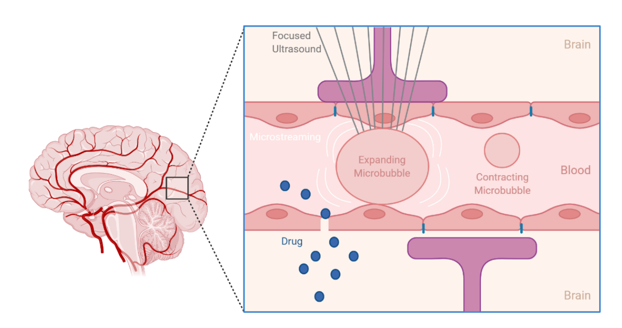 Creative Bioarray Develops Comprehensive Portfolio for In Vitro and In Vivo Blood-Brain Barrier Assays